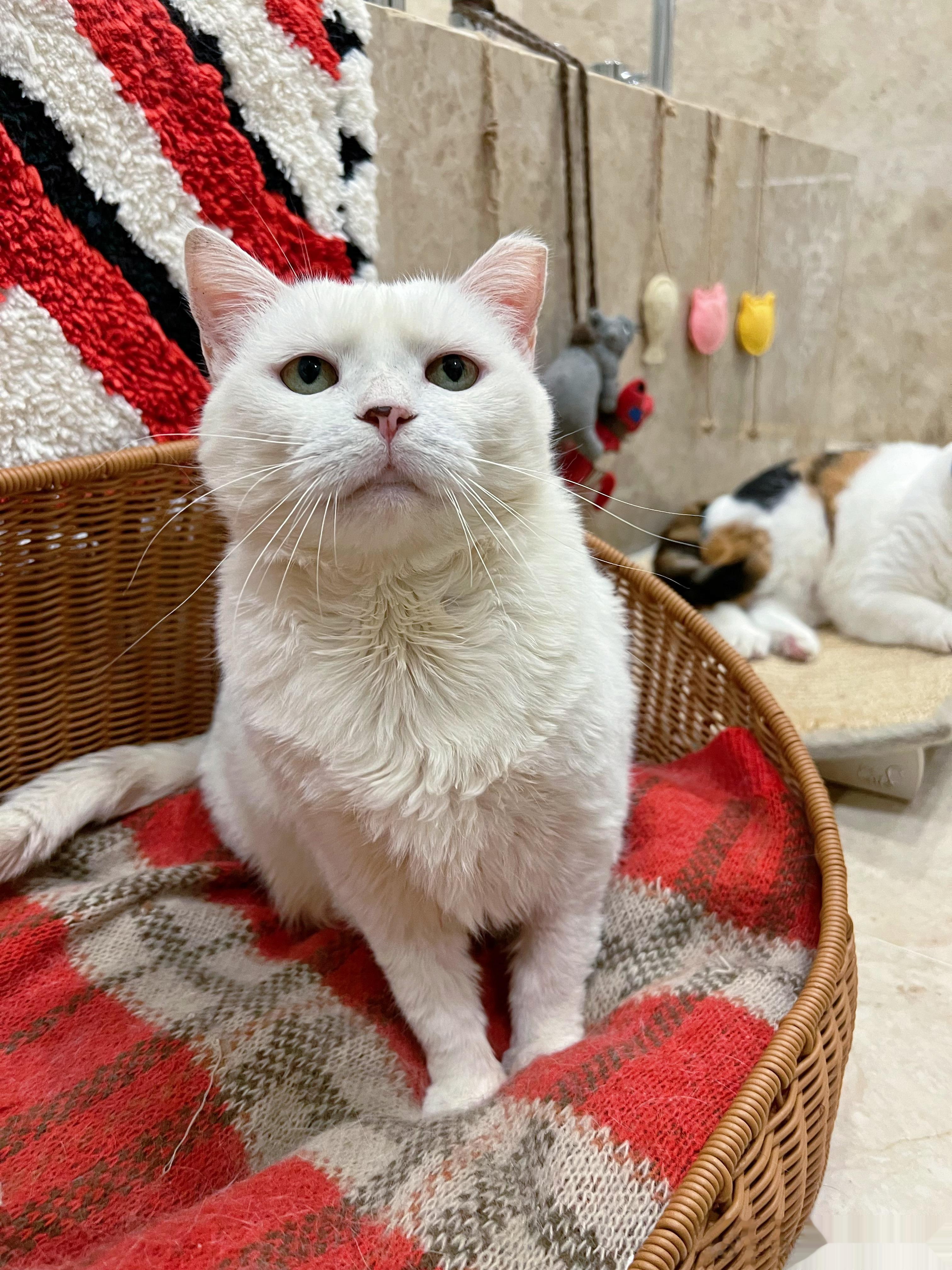 早早早！我姐们儿真是又纯又欲，好仙一小猫，我要是老头猫天天不得被她迷死！ ​​​