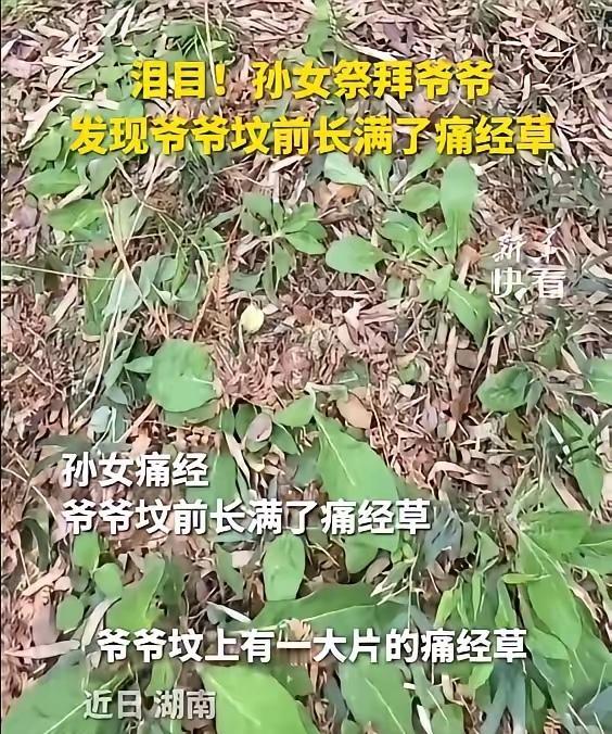 “泪奔了！”湖南，一女子祭拜爷爷，远远就发现，爷爷的坟头有点不对劲，待她走近看清