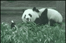 熊猫妈妈对熊孩子下手也忒重了点，母爱顿失。