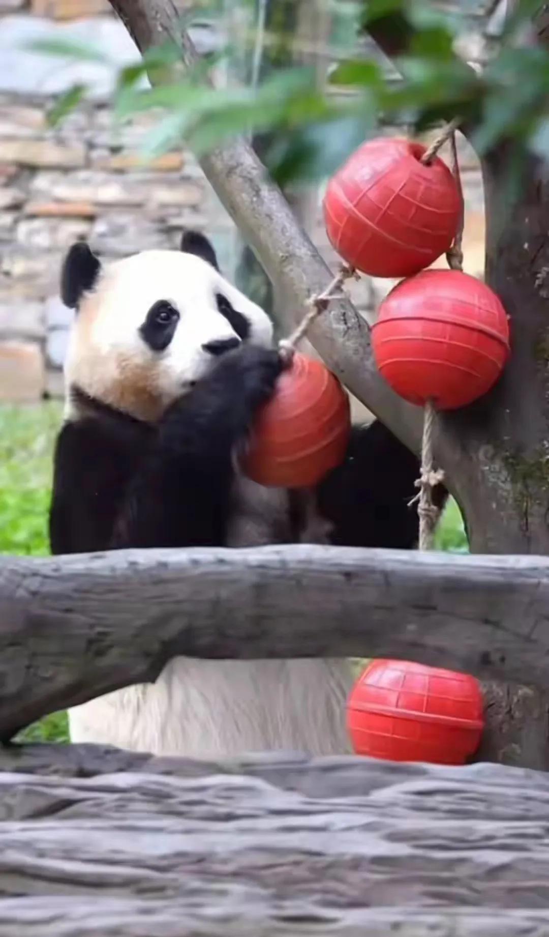 福猪猪从小就会玩球
足球⚽
篮球🏀
丰荣藤球
大的小的
五颜六色的
手里拿一个