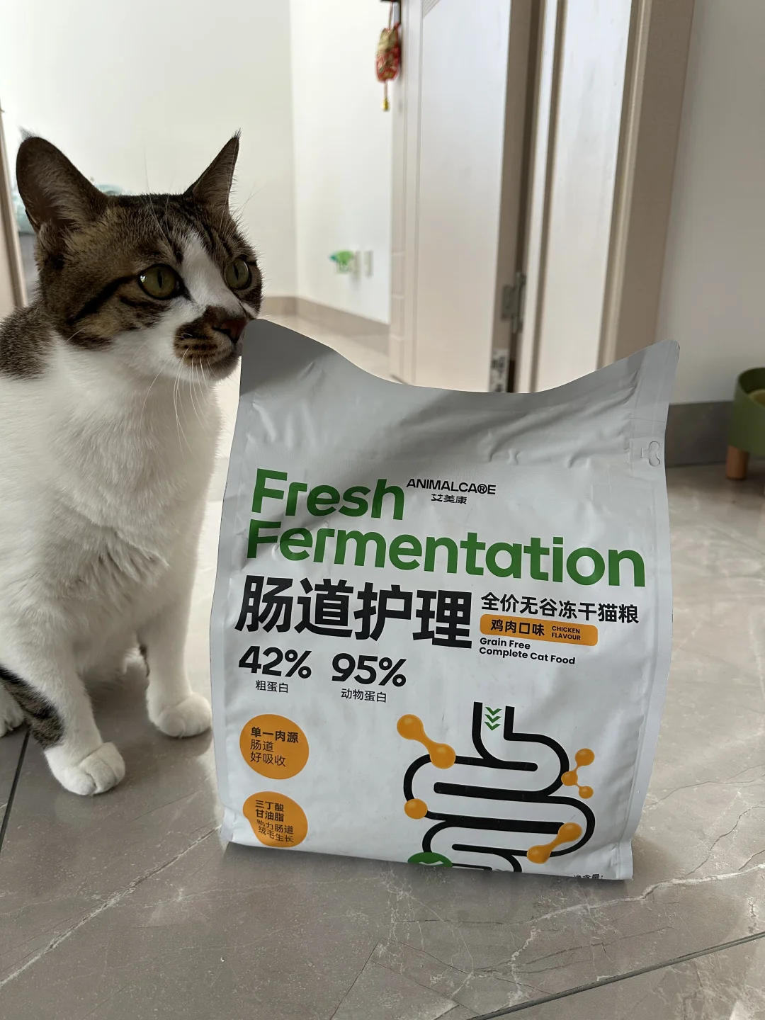 肠胃不好的猫吃艾美康真的行！