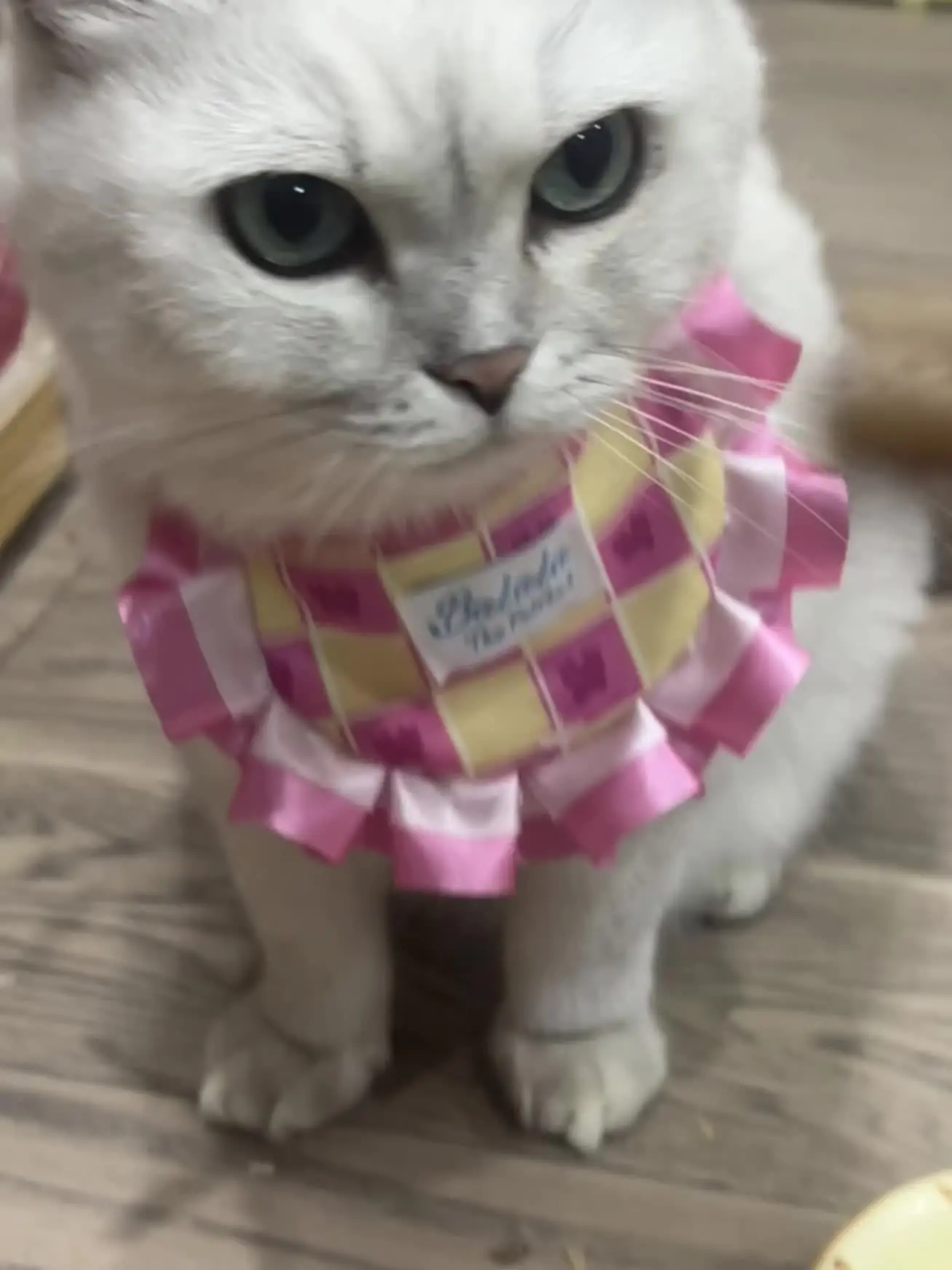 贪吃猫 喵咪日常 萌宠出道计划