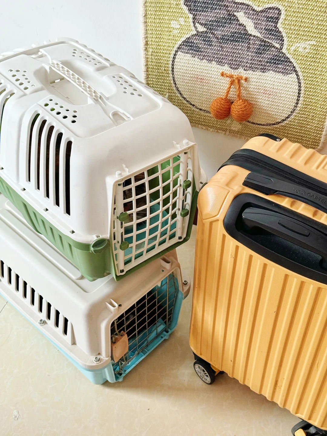 带猫坐车7小时回老家！安稳到家无应激