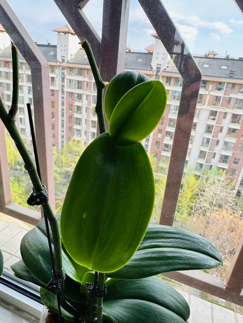 人为什么梗易投注于物？因为物的频率低、变数小，投资回报率较稳定，而人，不一定。 