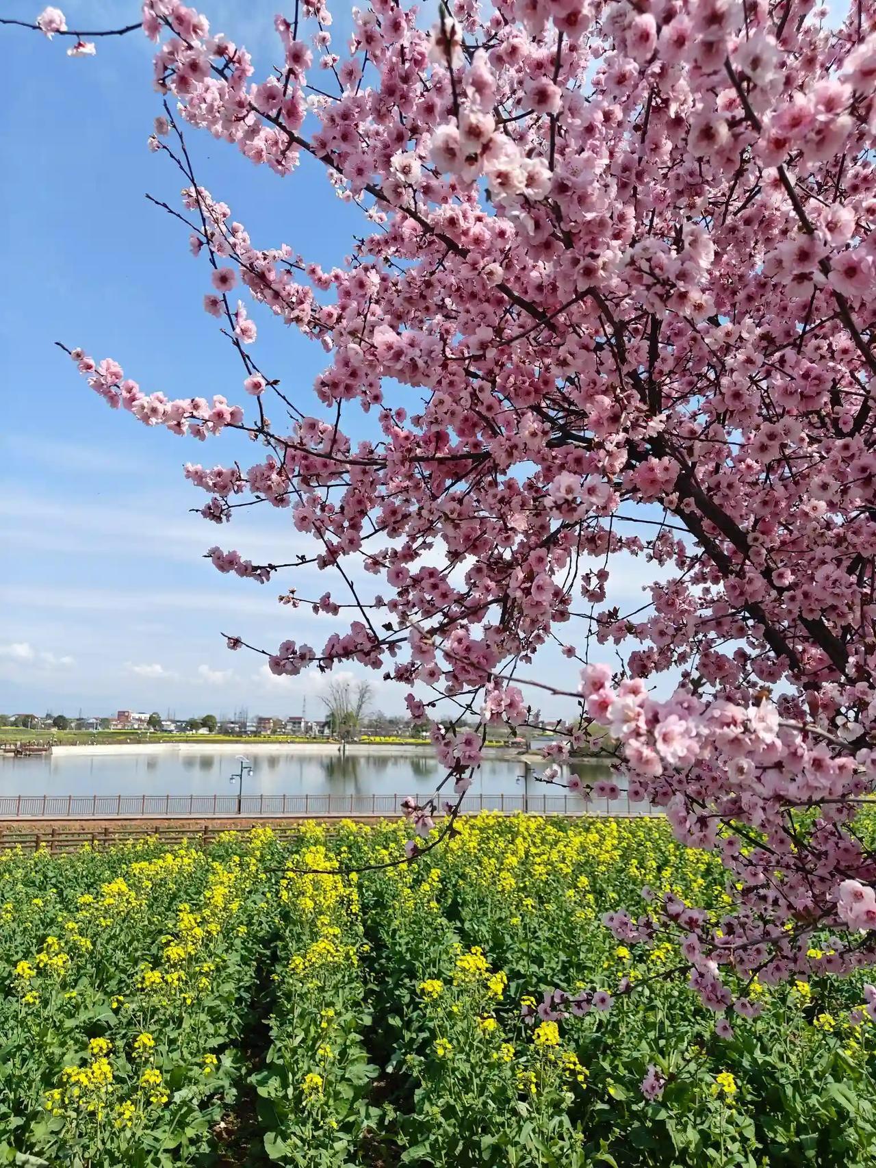 春天来了，别忘了记录你的美好瞬间！