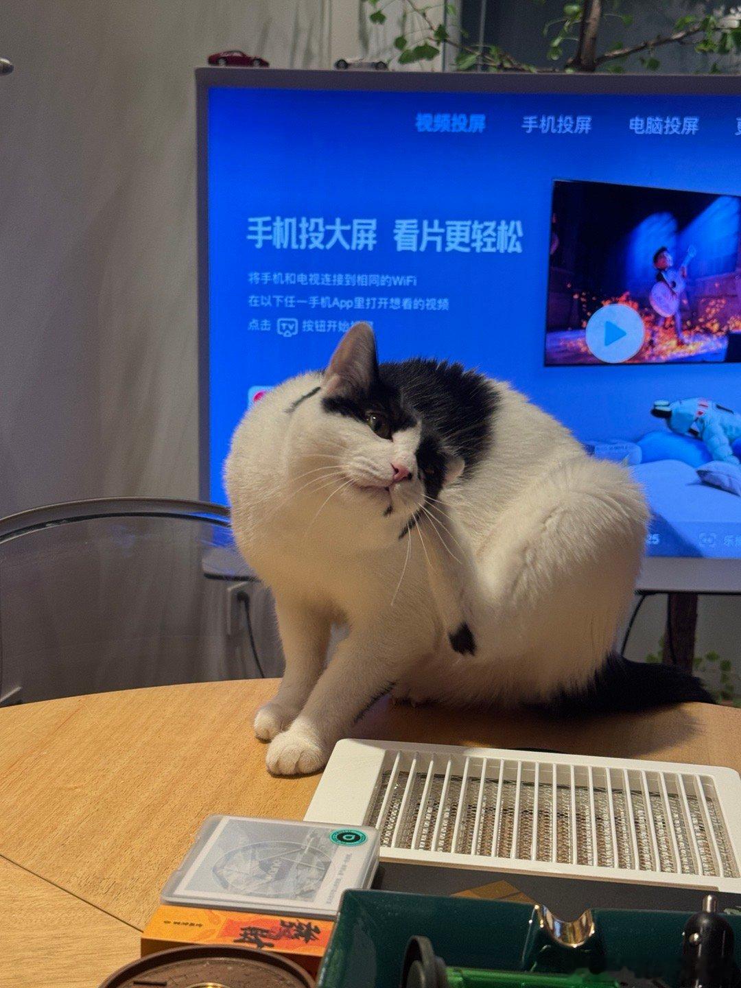 经历了五六年，这俩流浪货终于开始蹭我了[泪] 二十多万的咪咪我还是第一次见 ​​