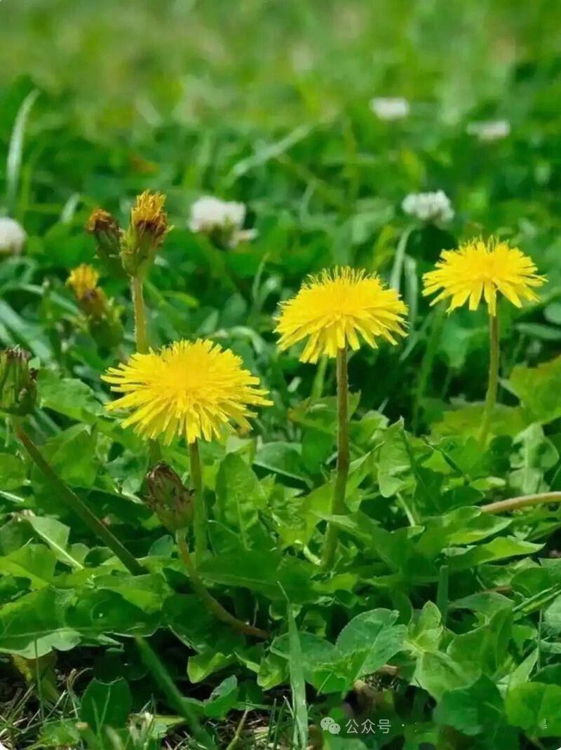 春日野花盛开，阳光洒满田野。🌼🌿