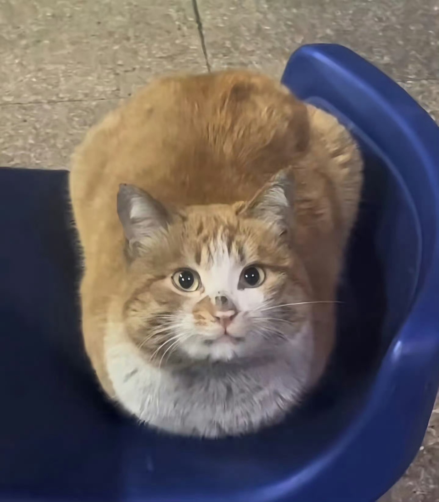 【脏脏包】猫咪：可以到你家借宿一宿吗🥹 