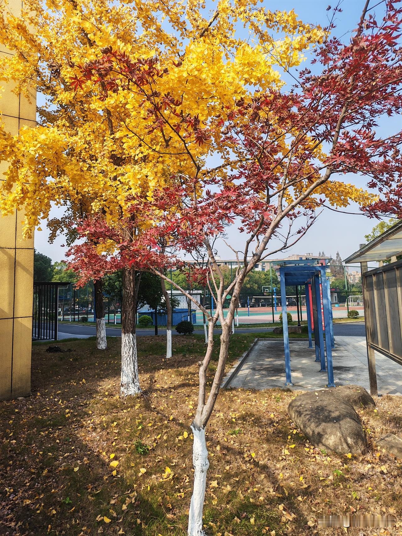 退休老师今年一共组织了三次活动，上半年一次，重阳节前一次，今年十二月的第一天是最