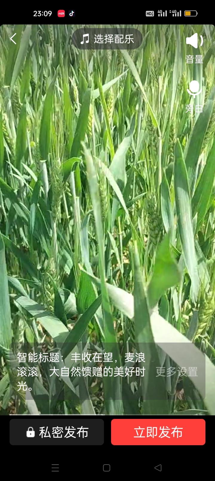 春天散步随拍春日散步随手拍，风拂麦浪，满目青绿。这是大地写给初夏的第一封情书，每