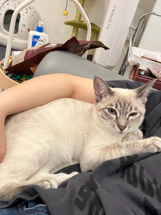 可可爱爱的小雪猫🐱