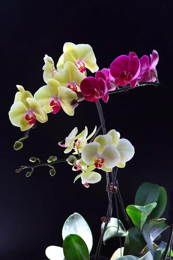 大A马年开盘前突传重磅消息，探讨周二机会与风险！
周二盘前重磅消息如下：
据媒体