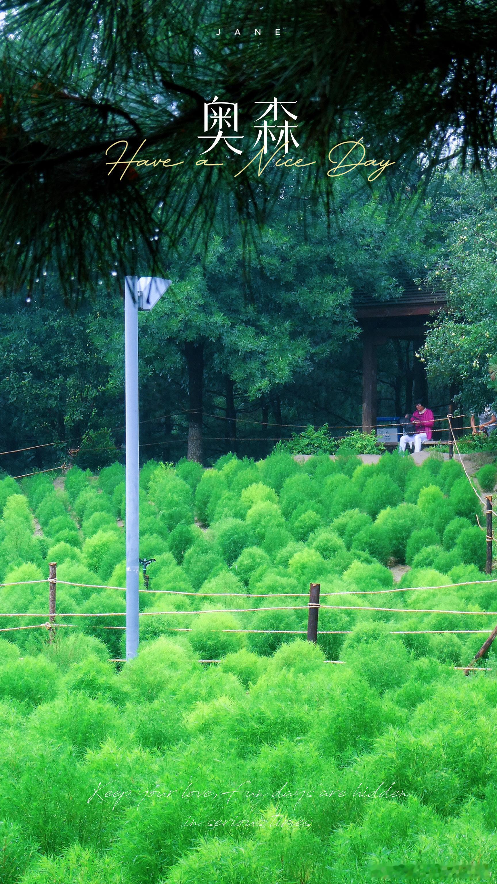 雨后北京奥森地肤草  摄影​​​