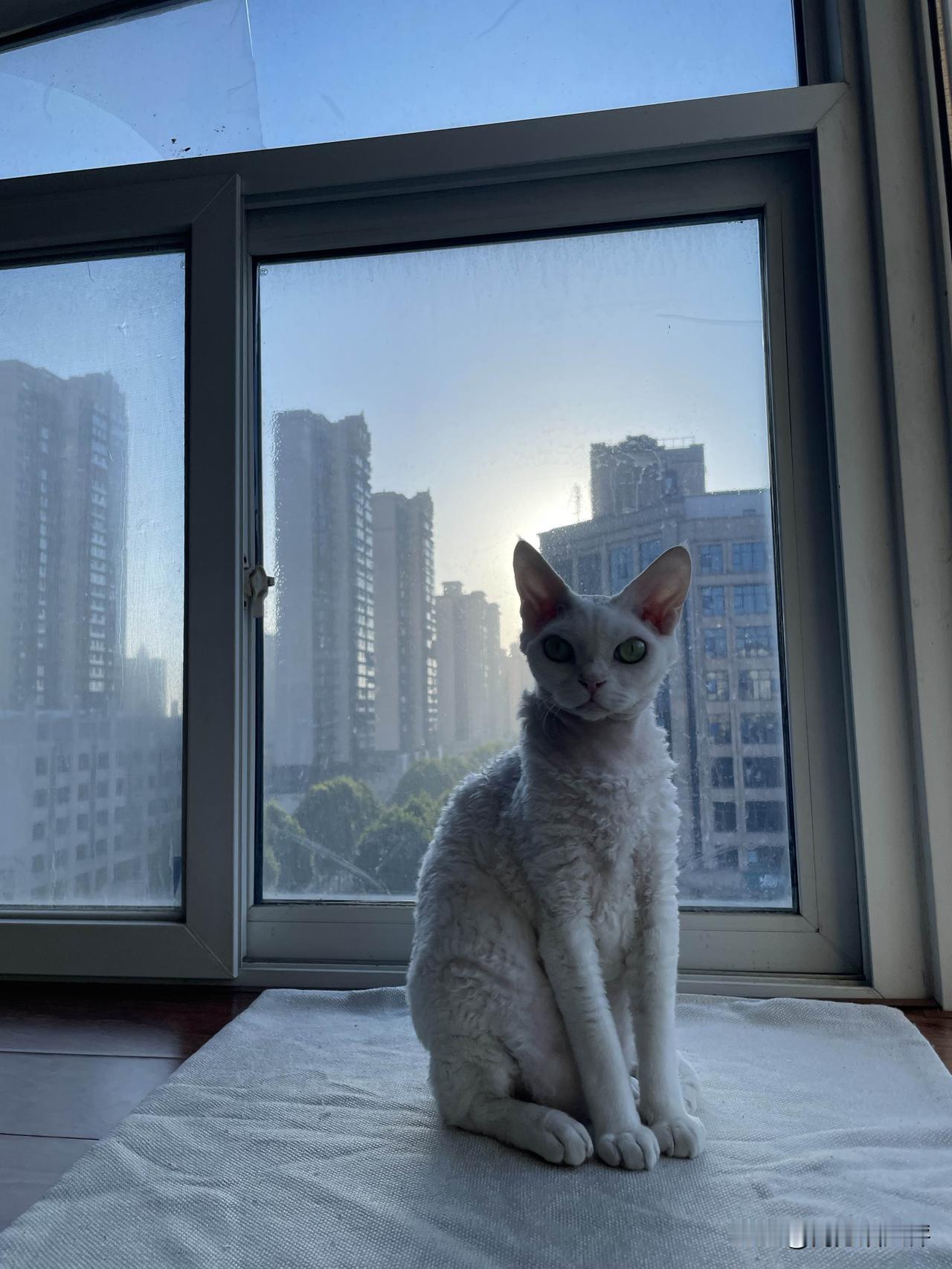 早上的小猫咪刚睡醒，迎着朝阳，坐得端端正正，精精神神，一只可爱的小萌猫。