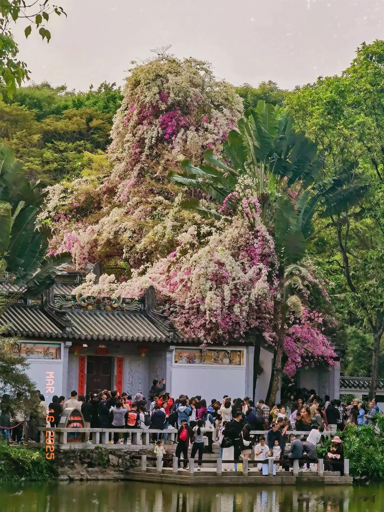 到处都是春天的样子
黄木风铃花，木棉花，紫荆花，三角梅，还有最后一图这种花（暂时