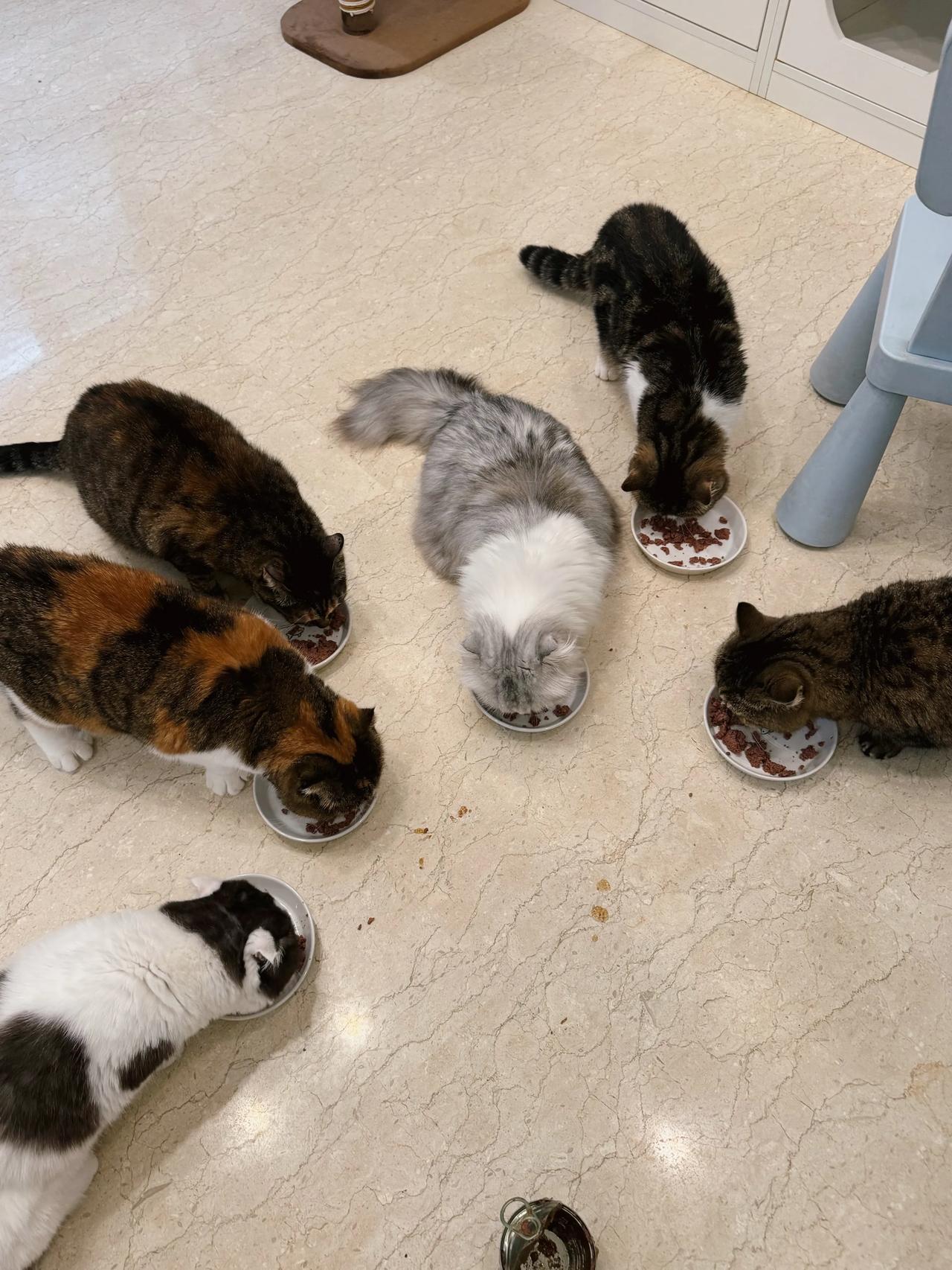 我给猫咪当打饭阿姨的第xxx天
#萌宠# #猫咪#