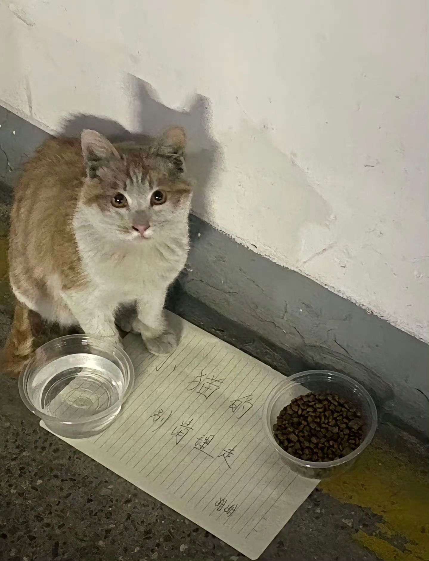 中国人一旦吃饱就触发善良人格“小猫的 别清理走” 