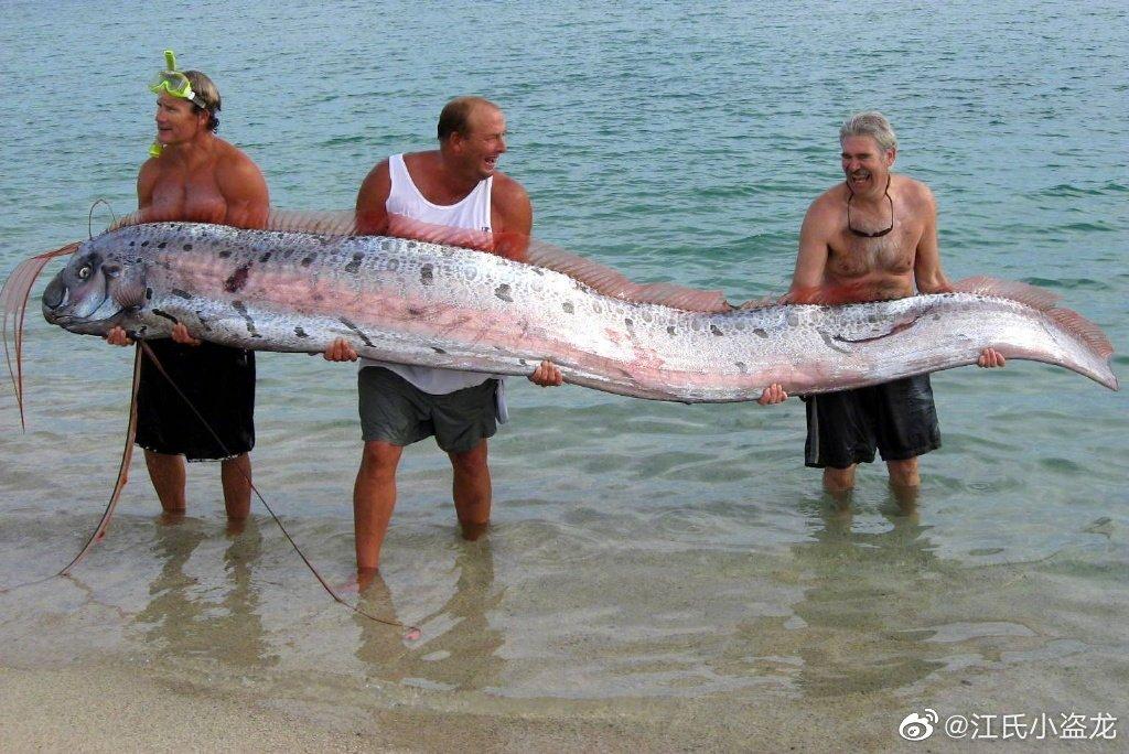 【海洋科普】最长的硬骨鱼：皇带鱼
皇带鱼（Regalecus），属名来自拉丁语的