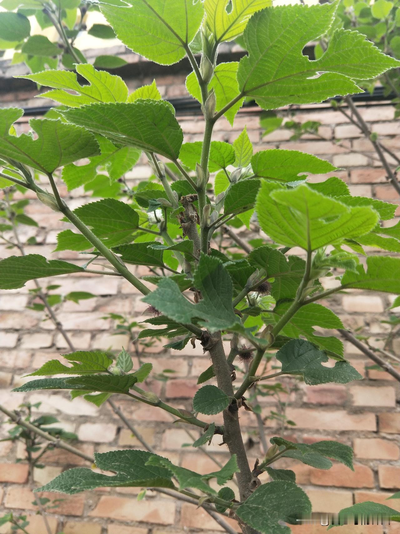 晚上蹓弯的时候发现了一棵构树，随手采下一片叶子，叶柄上立刻冒出一滴乳白色的汁液。