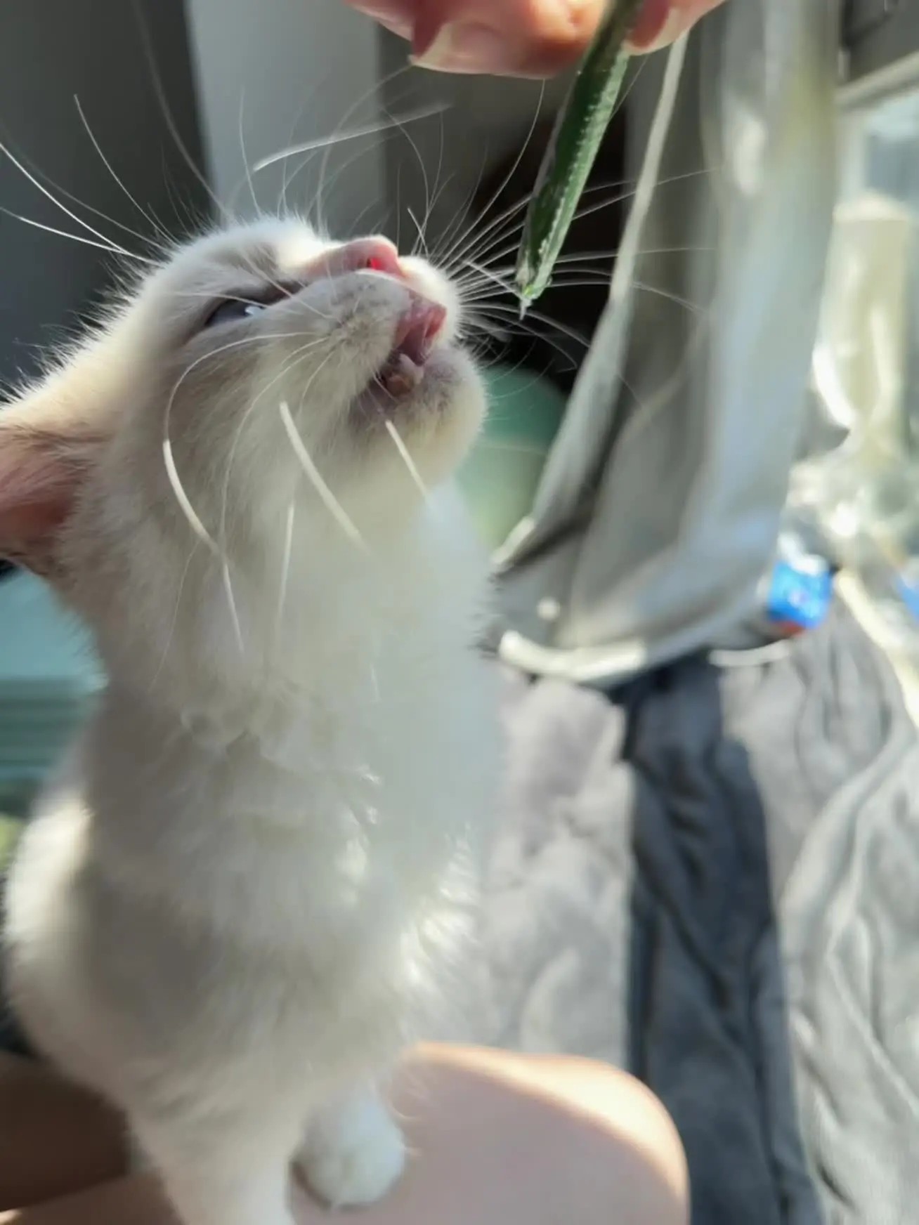 好可爱呀小猫猫🐱🥰