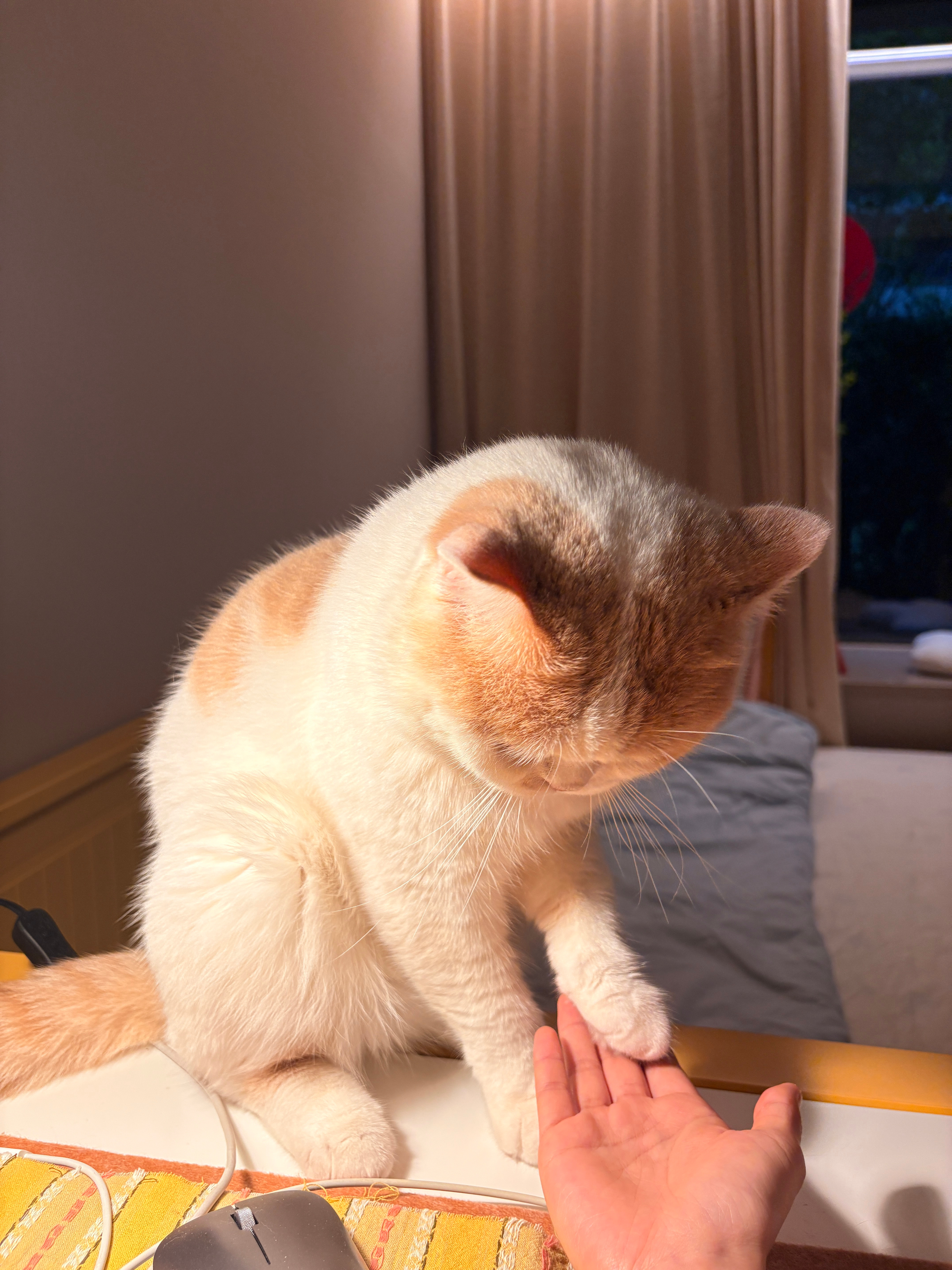 见过小猫握手嘛？？ 西安