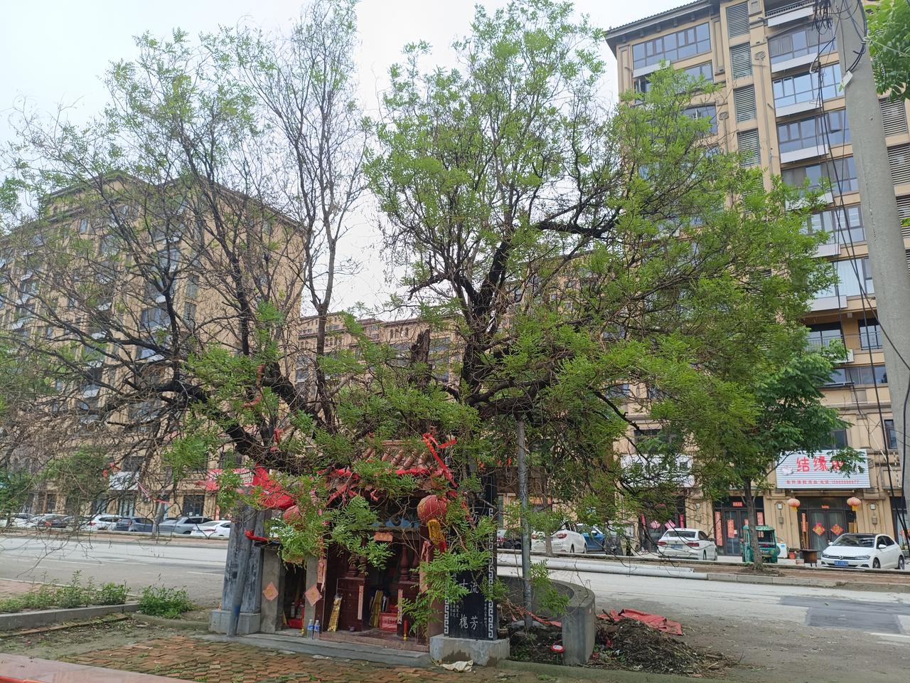 曹县南朱楼古槐，今年长势不好

朝西南方的枝条大量死亡，有关部门正进行养护。
