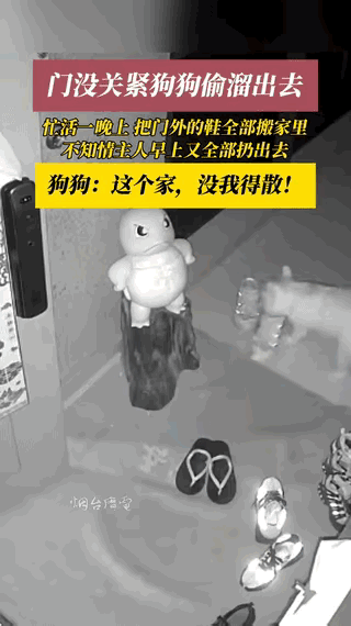 “笑不活了！”浙江，某住户遛完狗回家由于房门没有闭紧，狗子半夜撞开房门，把门口的