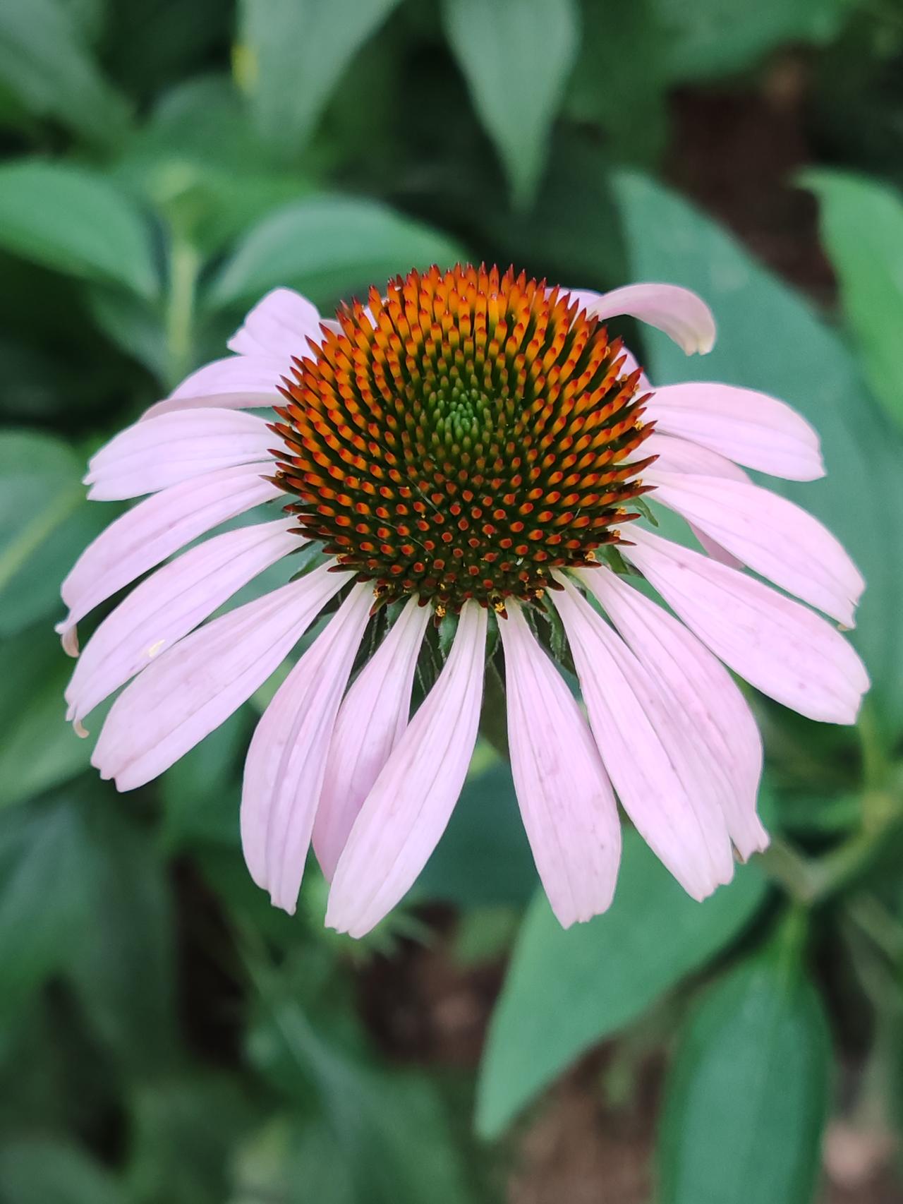 夏日美景随拍《松果菊》松果菊产北美天，漂洋过海来华园。耐寒耐贫花色美，常植公园与