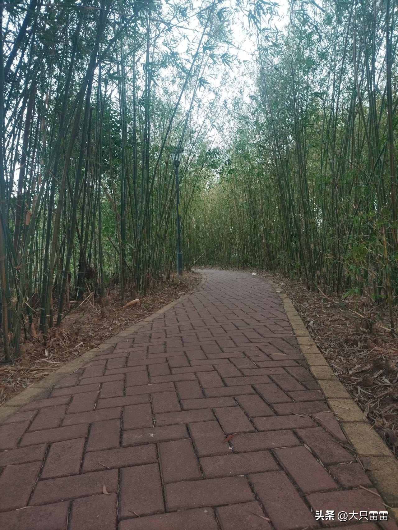 唐朝魏博的牙兵和罗马的禁卫军，可谓是异途同归。
它们虽然相隔万里、所处的时代也完