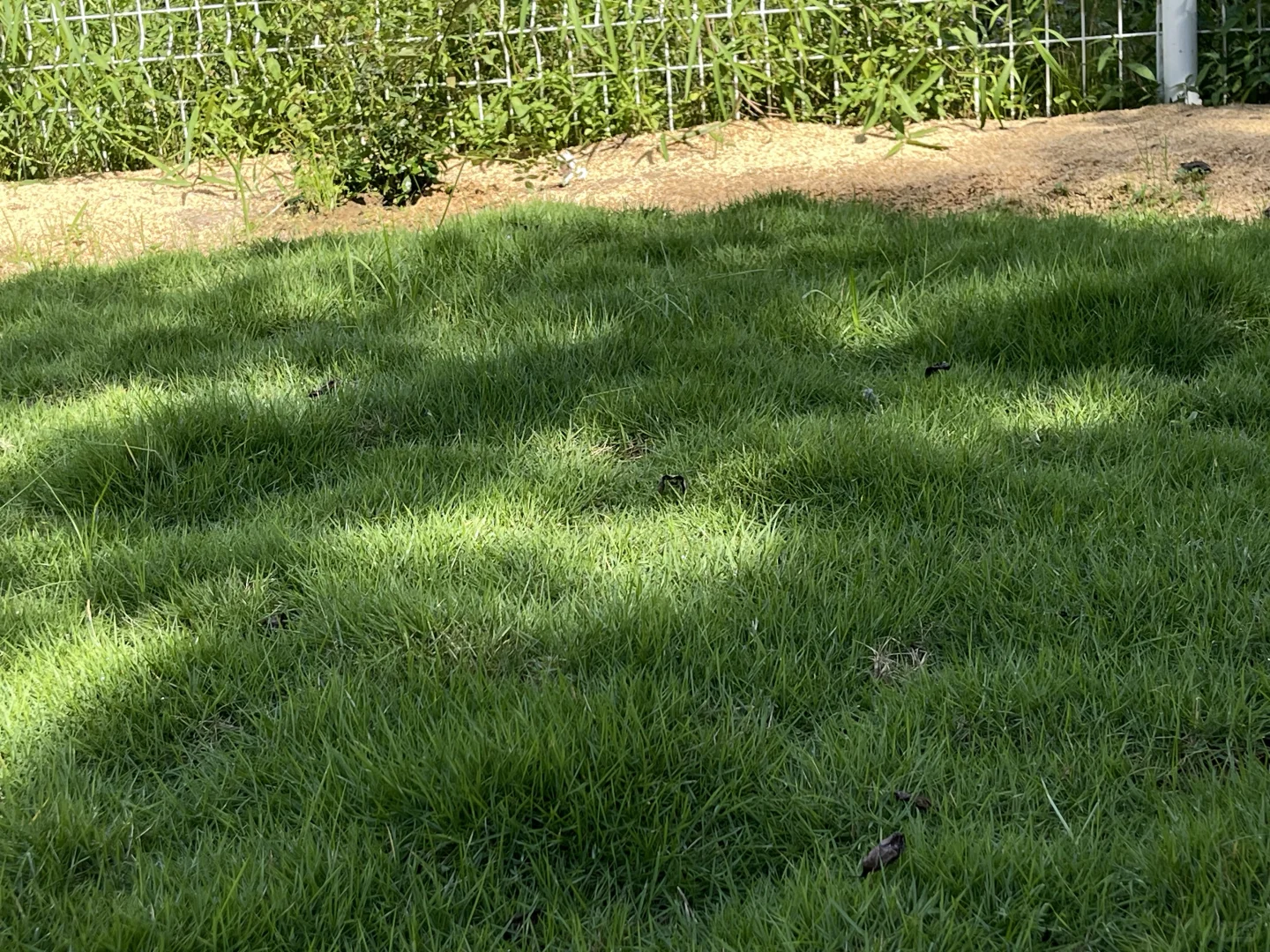 夏天只有绿荫和草坪才能让人舒服点