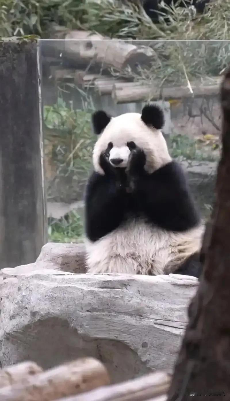 大熊猫渝爱🐼 初见渝爱，你一定会被她甜美的长相圈粉，毛茸茸的脸蛋，大眼睛扑闪扑