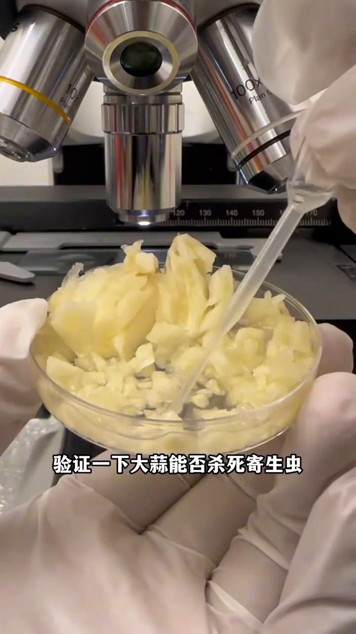 大蒜真的能杀菌吗？
这个就是寄生虫，而这个是大蒜。接下来就通过实验验证一下大蒜能