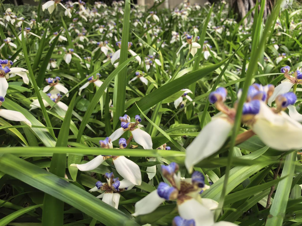 晨练，被这片盛开吸引。大树下一片悄悄绽放，安静又有朝气。
巴西鸢尾：爱的使者，想