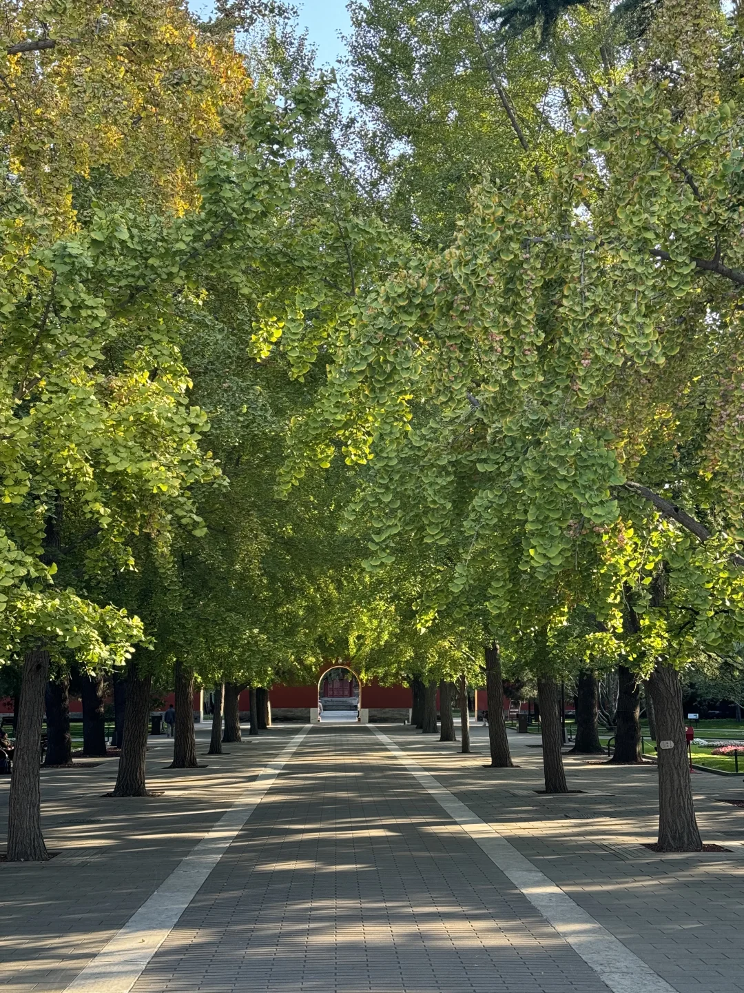 10.21实况，想去中山公园看银杏的，等2周吧！