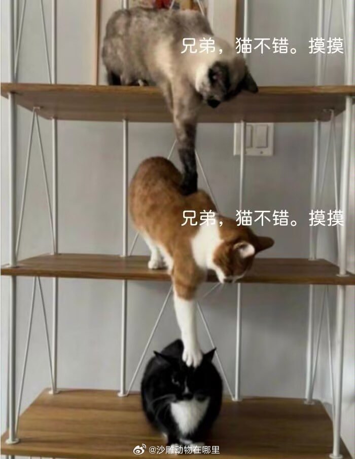 “兄弟，猫不错。摸摸” 