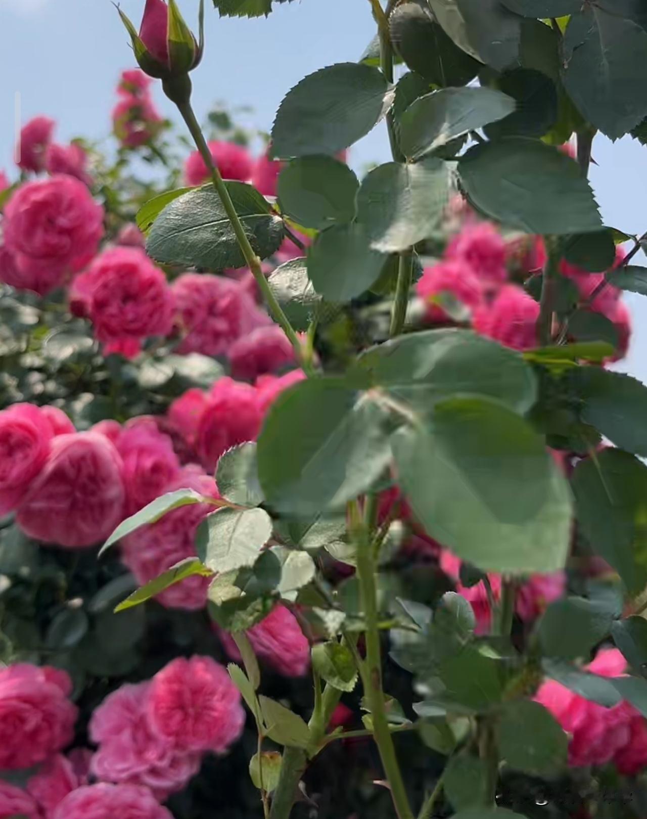 粉嫩玫瑰盛开，春日花园的浪漫气息扑面而来！🌸💕