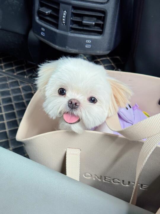 拼车拼到了一只小狗🐶