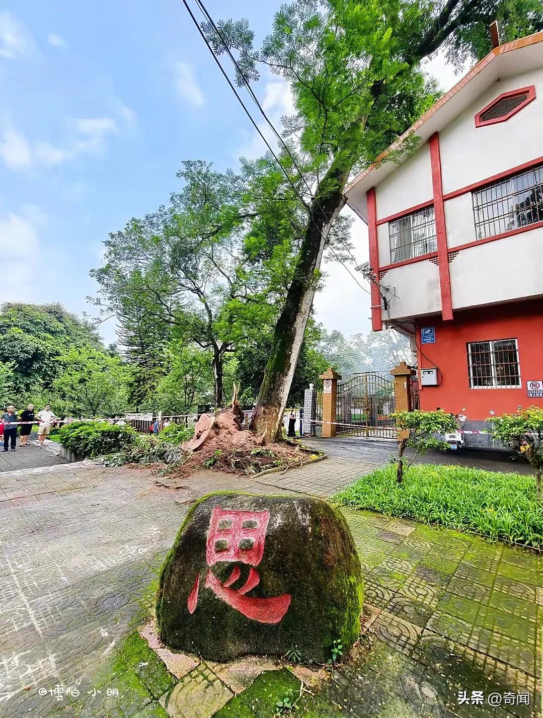 公园大树突然倒伏砸死3人砸伤4人，谁说不出远门玩就安全了？事发7月22日晚上饭后