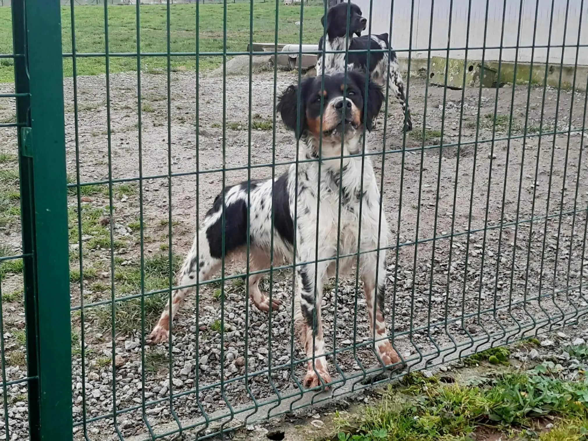 法国🇫🇷遗传学 三色布列塔尼犬
