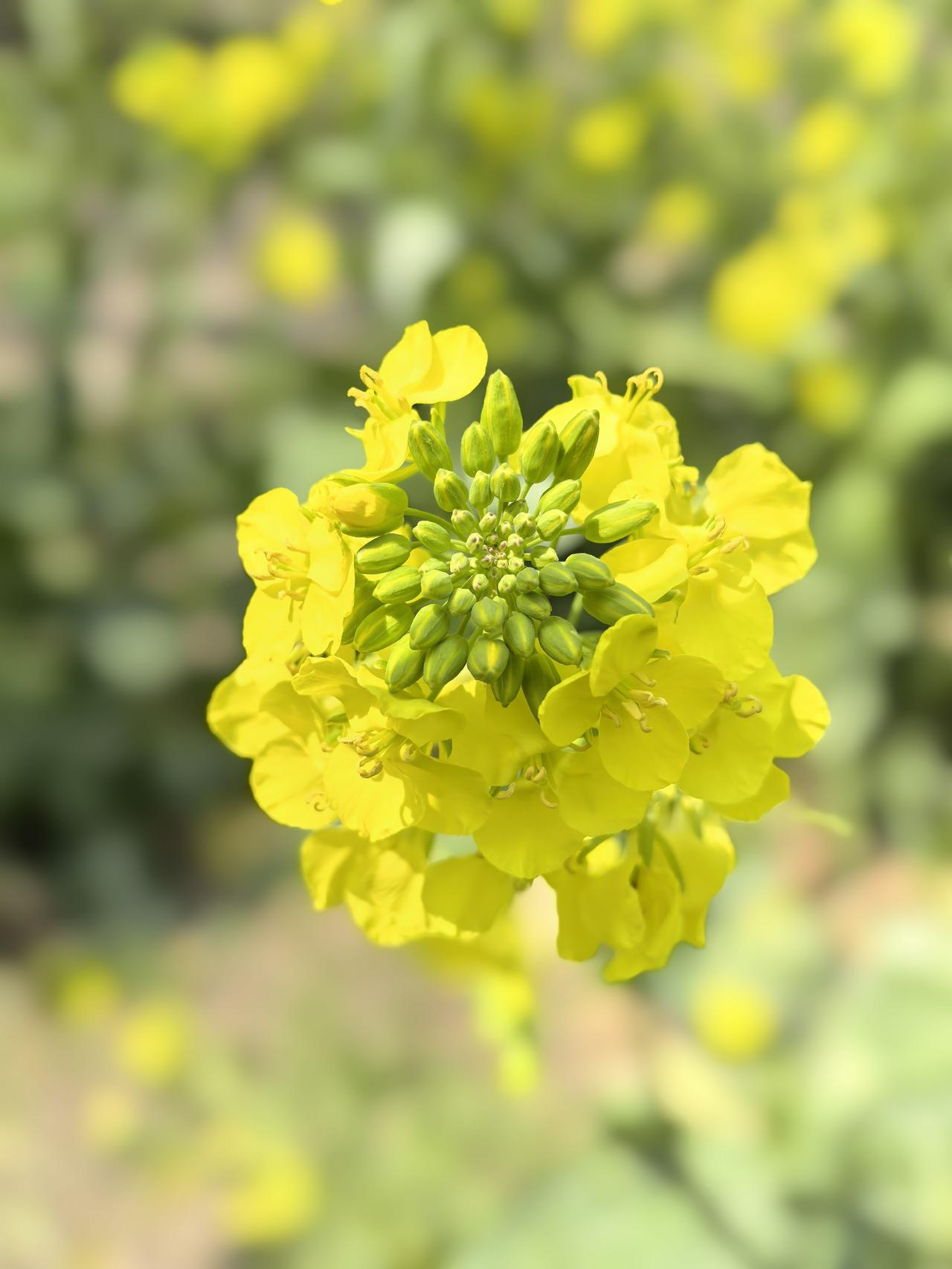 [微风]满庭芳·春日出游
原创/首发


天朗云轻，风和日暖，郊原十里香浮。
