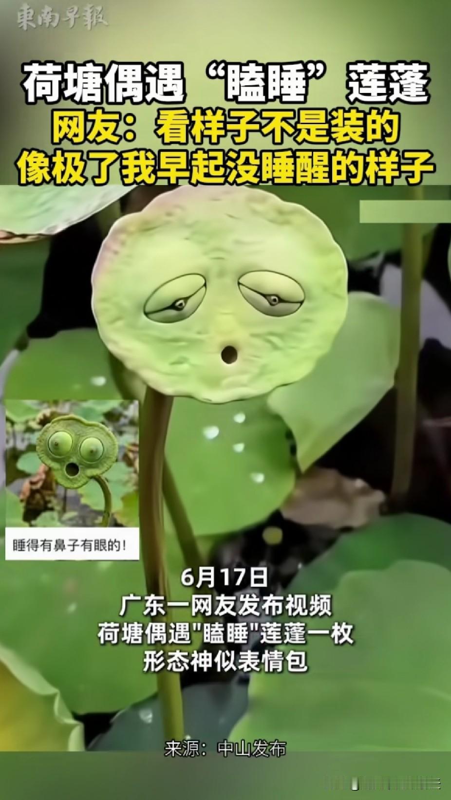 长成衰神一样的这株莲篷也确实少见，在莲界应该算是丑鬼吧？

各位喜欢挑灯夜战，或