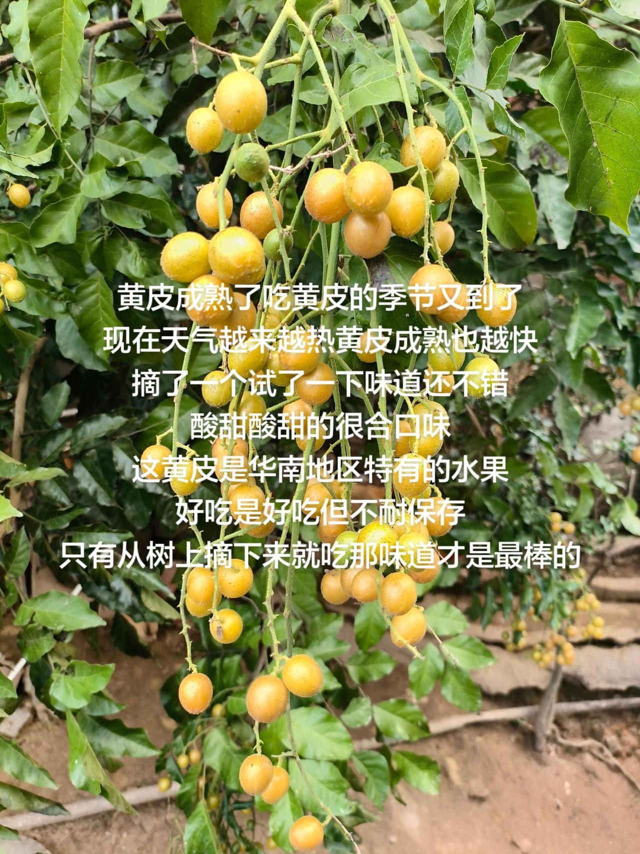 黄皮成熟了吃黄皮的季节又到了
现在天气越来越热黄皮成熟也越快
摘了一个试了一下味