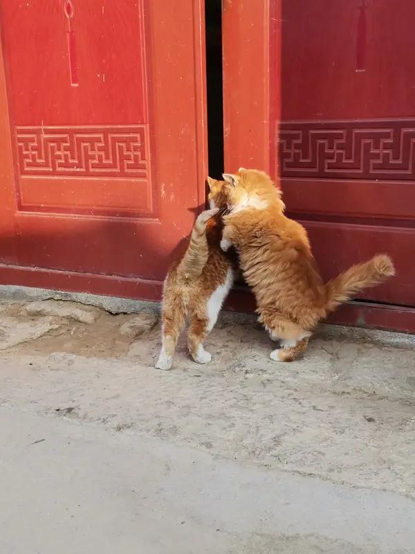 人们无人教也习惯叩门三下，我还以为和吃奶一样是天性呢。愿来里面还藏了这些学问。学