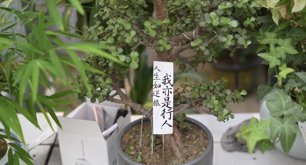 秦岭笑谈三下乡社会实践  近日，曲阜师范大学“花漾双语”实践队走进日照依河花卉市