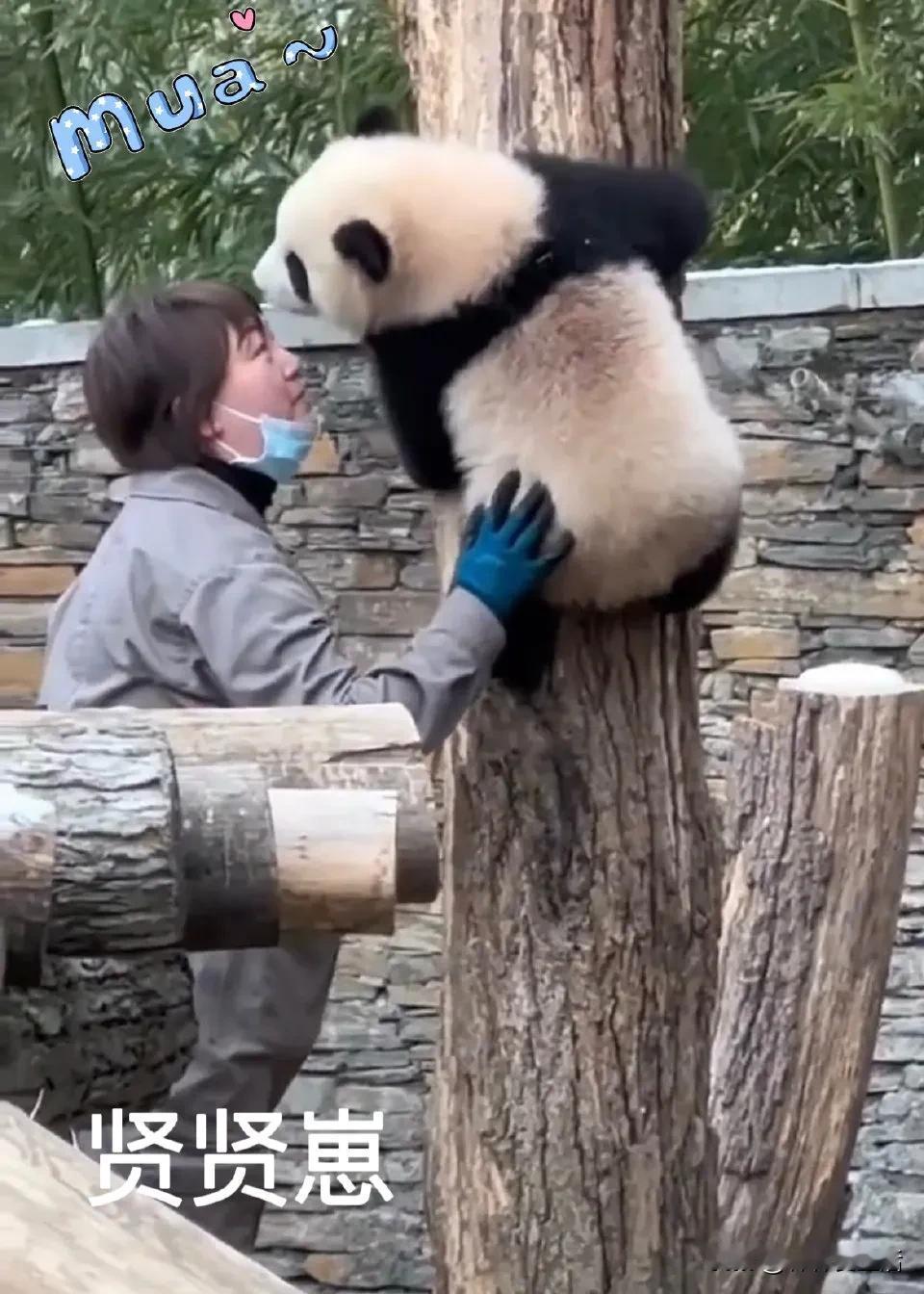 我喜欢贤贤不止有蓉奶妈，人和动物的友爱，和关怀，有新的奶妈继续接力。

同样的，