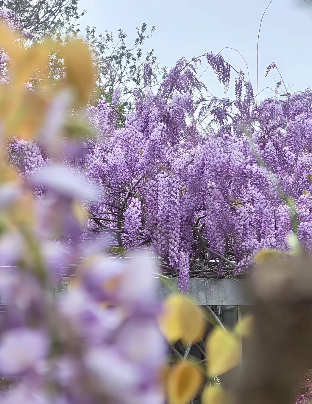 紫藤花开如云霞，灿如紫瀑，芳华璀璨（将紫藤花比作云霞和瀑布，突出其色彩的绚丽与姿