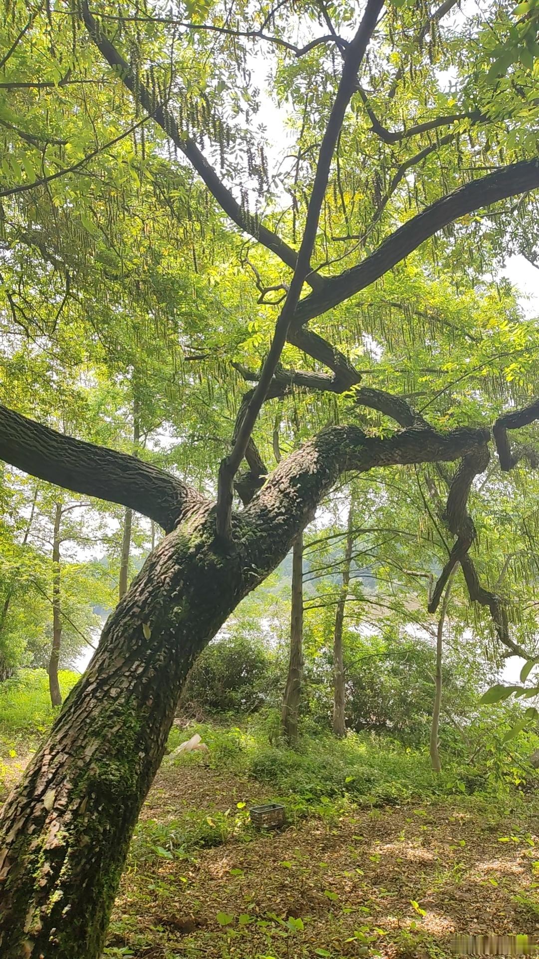 户外景色好，蚊子的胃口也很好，溜了溜了～ 
