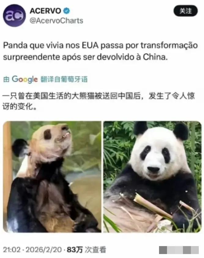 外媒惊叹：一只曾在美国生活的大熊猫被送回中国后，发生了令人惊讶的变化。

这只让