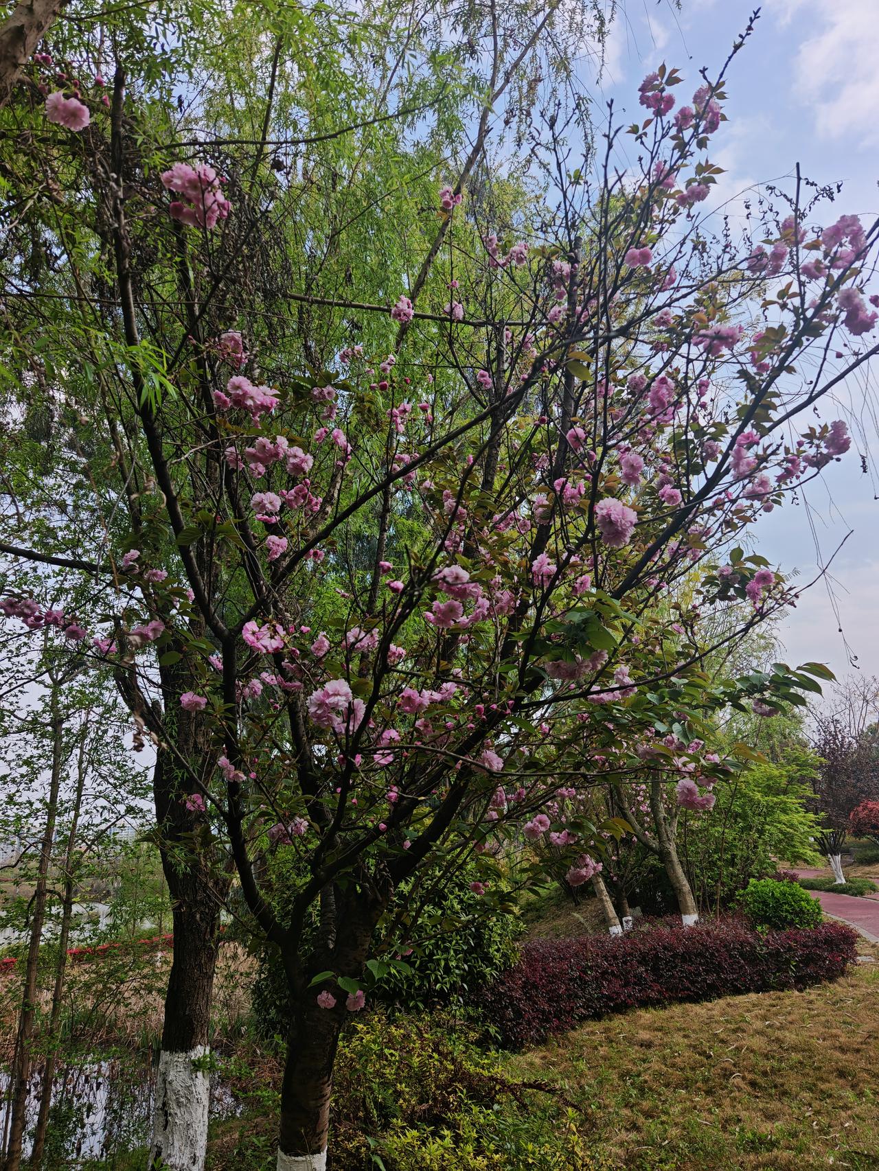 太阳出来了，天气暖和了，不但聆听到鸟儿的歌唱，桃花仙子也展现粉红的面庞，一起享受