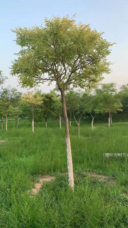 让我人生醒悟的一句话是“种一棵树最好的时间是十年前，其次是现在”。曾经我总觉得自